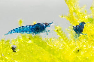 Blue Velvet Shrimp