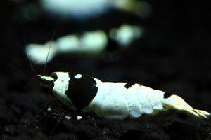 Crystal Black Shrimp