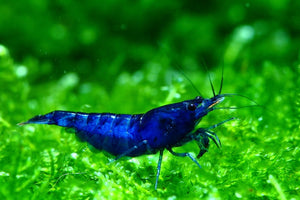 Blue Dream Shrimp