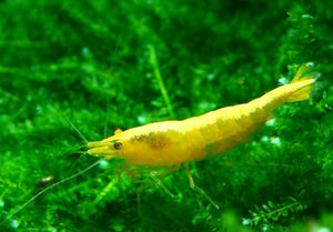 Yellow Golden Back Shrimp