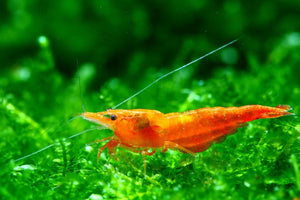 Sunkist Shrimp