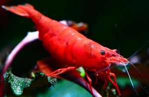 Fire Red Shrimp