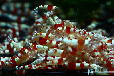 Crystal Red Shrimp