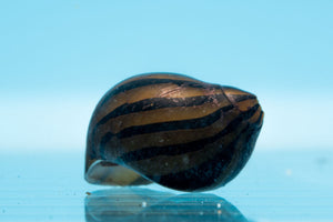 Nerite Snails